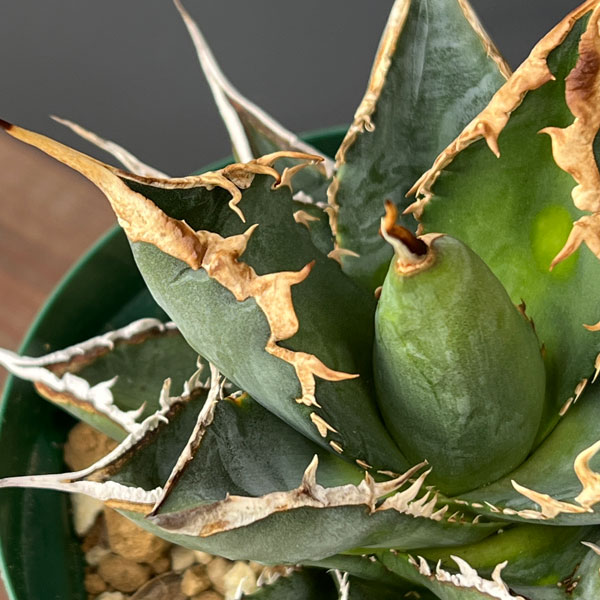 園芸ネット本店｜アガベ：チタノタ 海王 4号鉢植え23-01 の通販【公式】