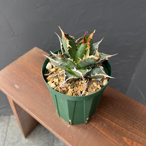 園芸ネット本店｜アガベ：チタノタ 海王 3号鉢植え23-02 の通販【公式】