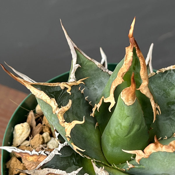 園芸ネット本店｜アガベ：チタノタ 海王 4号鉢植え23-03 の通販【公式】