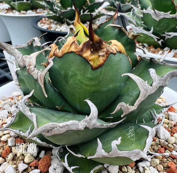 園芸ネット本店｜[ザ・ファームセレクト][送料無料]アガベ：チタノタ