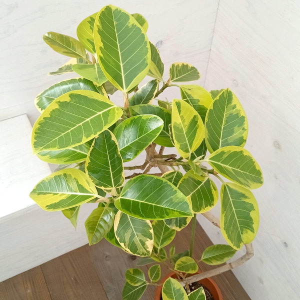 園芸ネット本店｜フィカス：アルテシマ（曲がり）8号鉢植え の通販【公式】