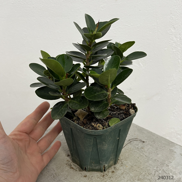 園芸ネット本店｜ガジュマル：ミニパンダガジュマル（コパンダ