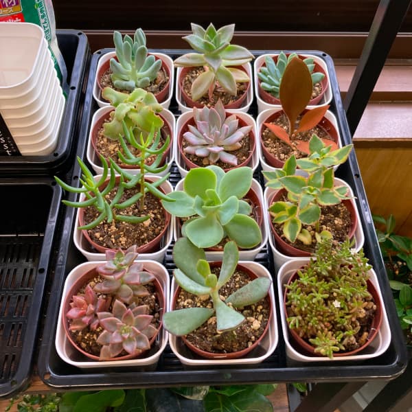 園芸ネット本店｜プレステラ90型ホワイト10個セット の通販【公式】