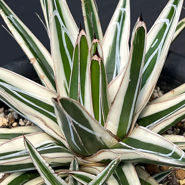 園芸ネット本店｜[ザ・ファームセレクト]アガベ：氷山（ビクトリア