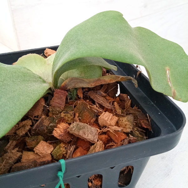 園芸ネット本店｜ビカクシダ：ミックススポア株（willinckii Wild Cat