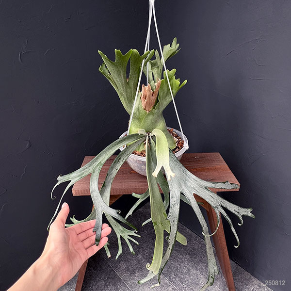 園芸ネット本店｜[送料無料]ビカクシダ（コウモリラン）：ウィリンキー