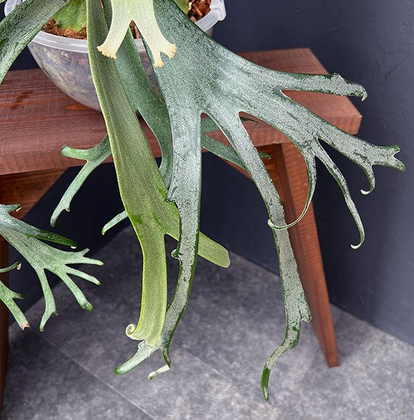 園芸ネット本店｜[送料無料]ビカクシダ（コウモリラン）：ウィリンキー