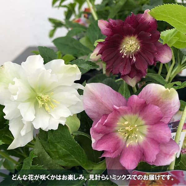 園芸ネット本店｜クリスマスローズ：俊峰園さんオリジナル八重咲花色