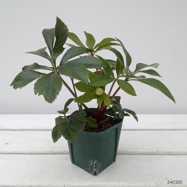 園芸ネット本店｜クリスマスローズ：俊峰園さんオリジナル八重咲花色