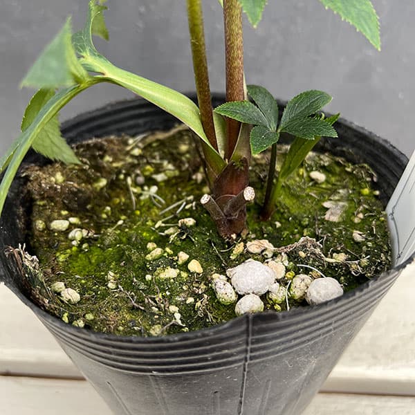 園芸ネット本店｜大和園さんのクリスマスローズ：24-16セミダブル／4.5