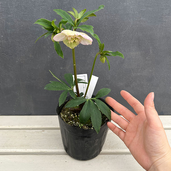 園芸ネット本店｜大和園さんのクリスマスローズ：24-16セミダブル／4.5