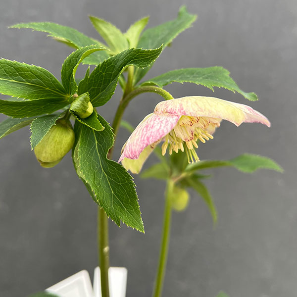 園芸ネット本店｜大和園さんのクリスマスローズ：24-16セミダブル／4.5