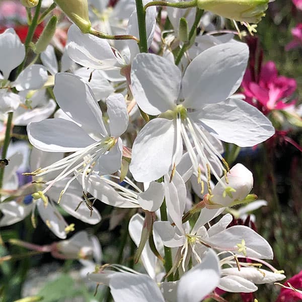 園芸ネット本店｜コンパクトガウラ（白蝶草）：エメラインホワイト3