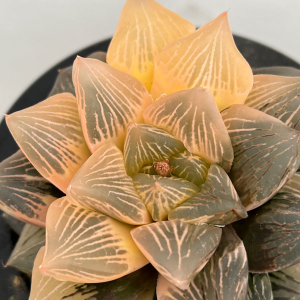 園芸ネット本店｜[ザ・ファームセレクト][送料無料]ハオルチア：大紫