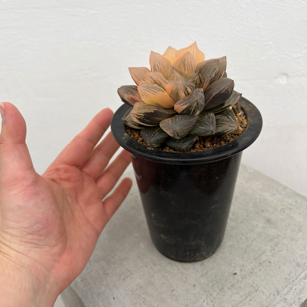 園芸ネット本店｜[ザ・ファームセレクト][送料無料]ハオルチア：大紫