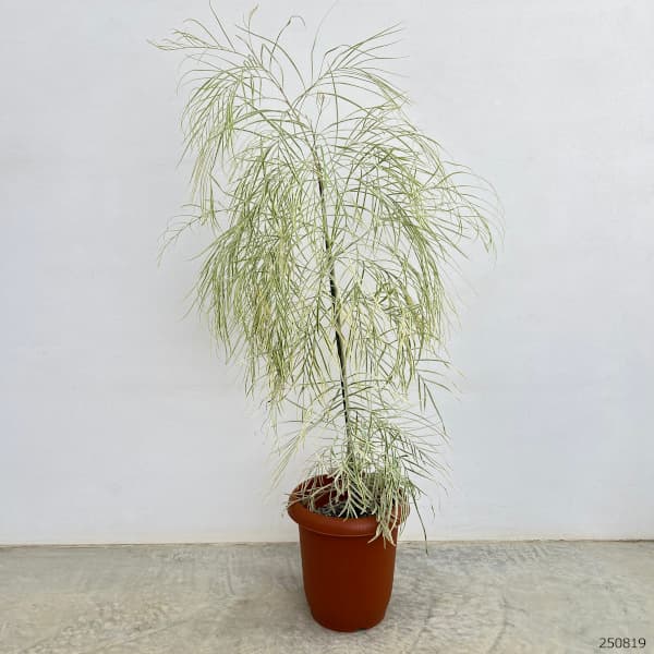 園芸ネット本店｜グレビレア：ハニーワンダー 7号鉢植え の通販【公式】