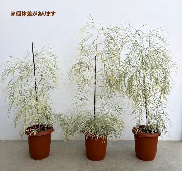 園芸ネット本店｜グレビレア：ハニーワンダー 7号鉢植え の通販【公式】