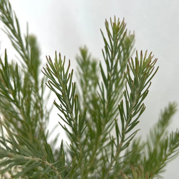 園芸ネット本店｜ユーカリ：フォーマニー5号鉢植え の通販【公式】