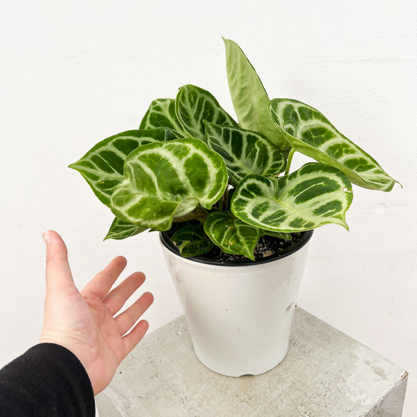 園芸ネット本店｜[ザ・ファームセレクト]アンスリウム：ドラヤキ 5号