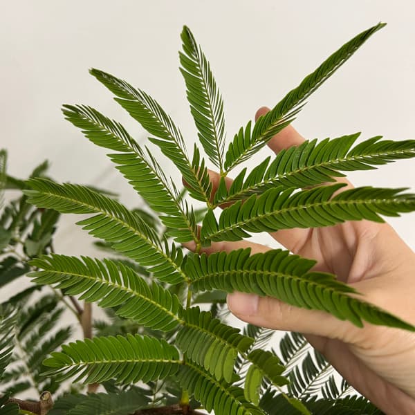 園芸ネット本店｜[送料無料]エバーフレッシュ 8号鉢植え* の通販【公式】