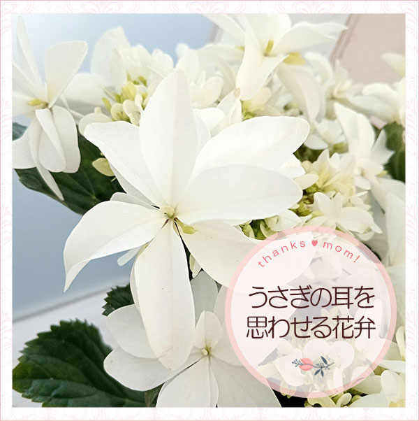 園芸ネット本店｜[送料無料][早届け][2024年 母の日ギフト][予約