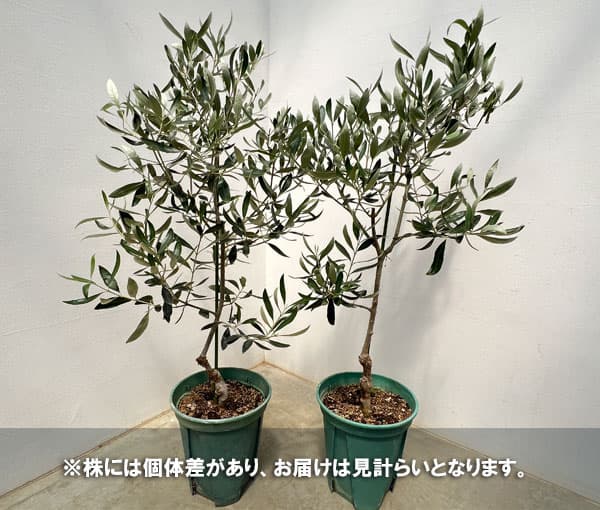 園芸ネット本店｜オリーブ：カラマタ（接木） 8号硬質ポット の通販