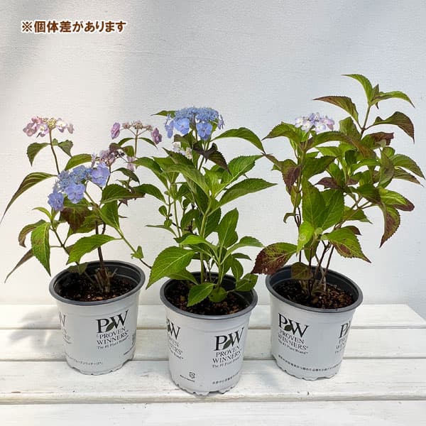園芸ネット本店｜ヤマアジサイ：タイニータフスタッフ5号ポット の通販