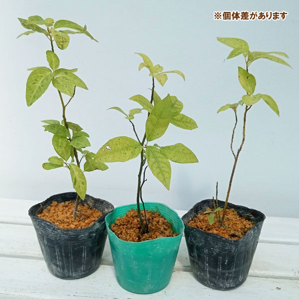 園芸ネット本店｜クロモジ：散り斑 3-3.5号ポット の通販【公式】