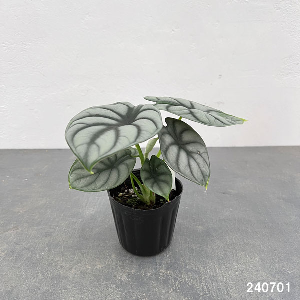 園芸ネット本店｜[26年3月中下旬予約]アロカシア：シルバードラゴン