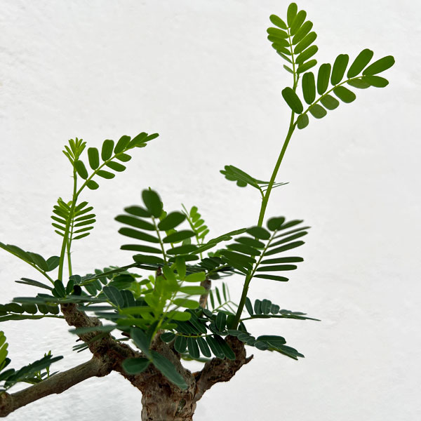 園芸ネット本店｜[ザ・ファームセレクト]センナ：メリディオナリス