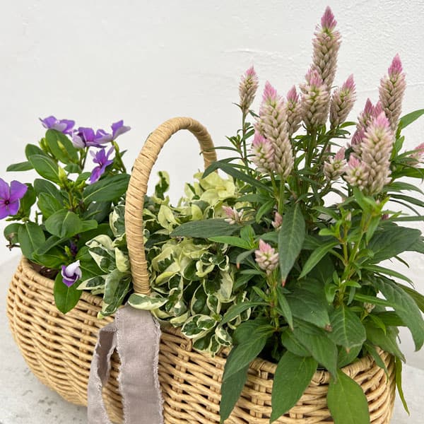 園芸ネット本店｜[ギフトに]お花とカラーリーフ3種の寄せかごセット