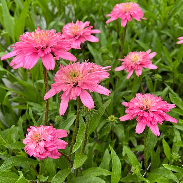 園芸ネット本店｜エキナセア（八重咲き）：ミニベル3.5－4号ポット の