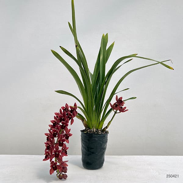 園芸ネット本店｜シンビジューム：フォアゴットンフルーツ花芽付き4号