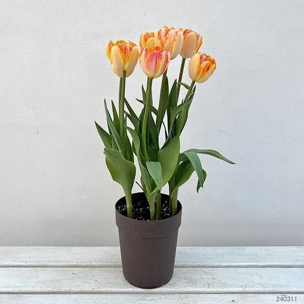 園芸ネット本店｜チューリップ：フォクシーフォックストロット5号