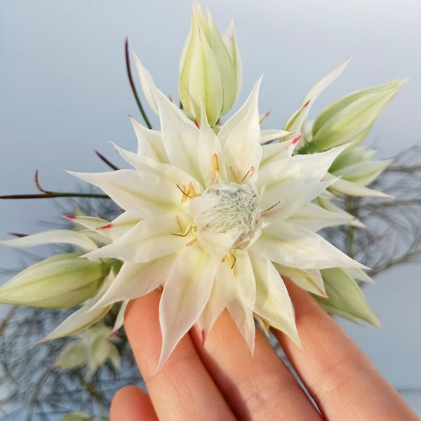 園芸ネット本店｜セルリア（ジョーイセルリア）：ブラッシングブライド