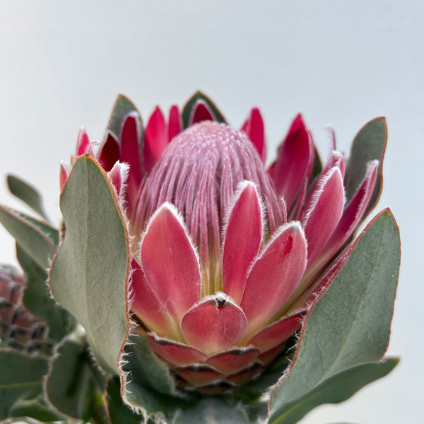 園芸ネット本店｜プロテア：ピンクプリンセス 7号鉢植え25-01 の通販
