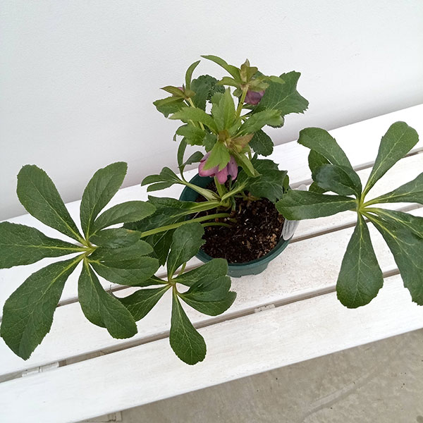 園芸ネット本店｜クリスマスローズ：ダブルエレン（パープル）24-04／5