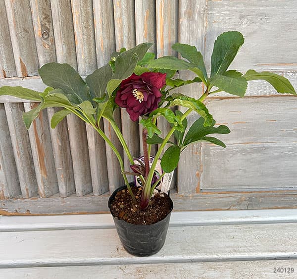 園芸ネット本店｜杉光園芸さんのクリスマスローズ：ダブル24-15