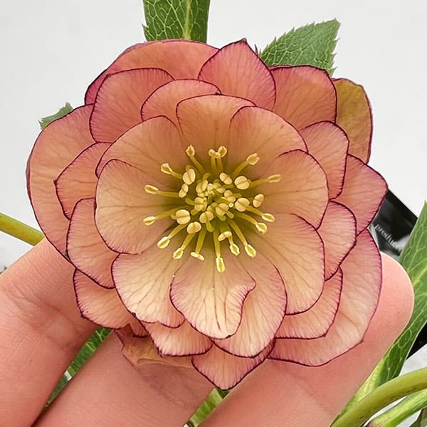 園芸ネット本店｜クリスマスローズ：セレクトダブル24-48 小輪系／2L