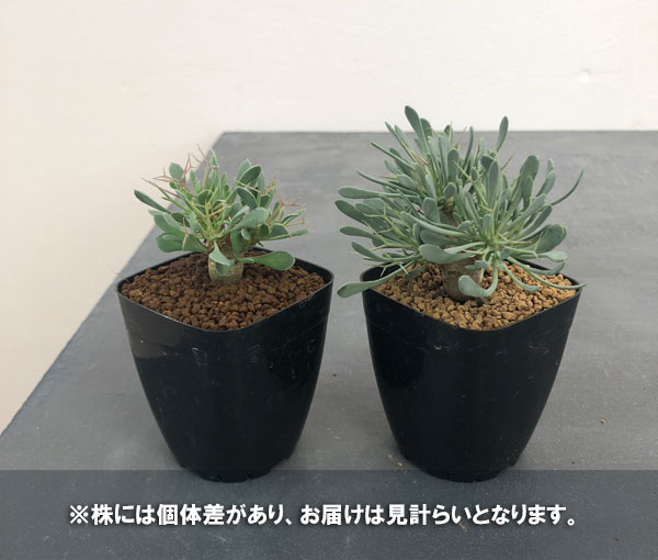 園芸ネット本店｜オトンナ：ユーフォルビオイデス（黒鬼城） 2.5号