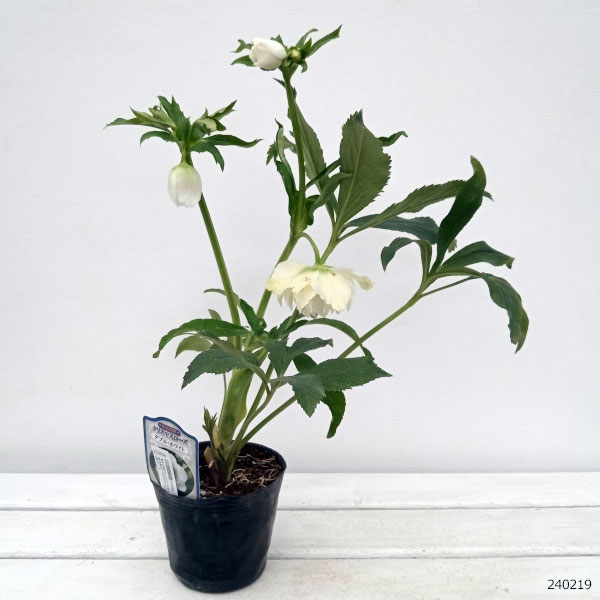 園芸ネット本店｜杉光園芸さんのクリスマスローズ：多弁系24-13