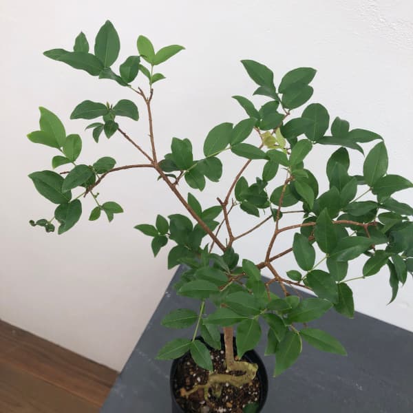 園芸ネット本店｜ジャボチカバ 4号ポット の通販【公式】