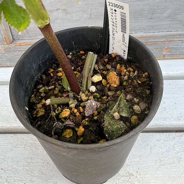 園芸ネット本店｜クリスマスローズ：スウィングダブル24-27／1Lポット