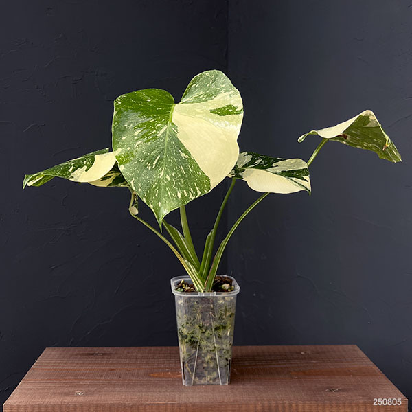 園芸ネット本店｜モンステラ：タイコンステレーション 選抜株 3号