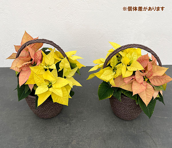 園芸ネット本店｜ポインセチア：2色植え（イエロー＆アプリコット