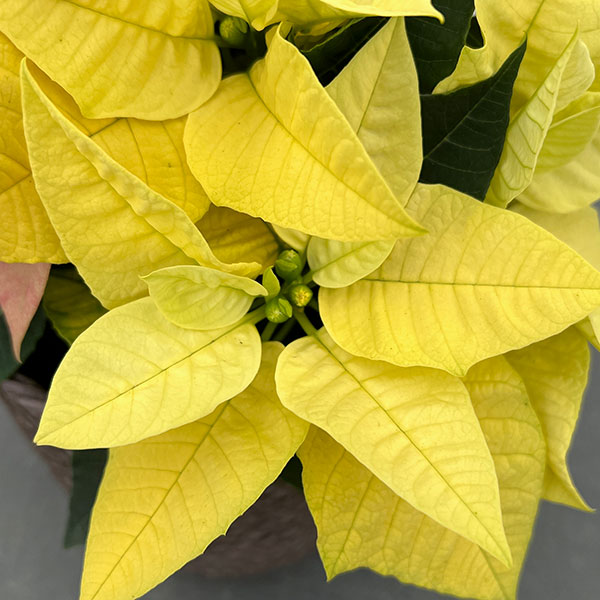 園芸ネット本店｜ポインセチア：2色植え（イエロー＆アプリコット