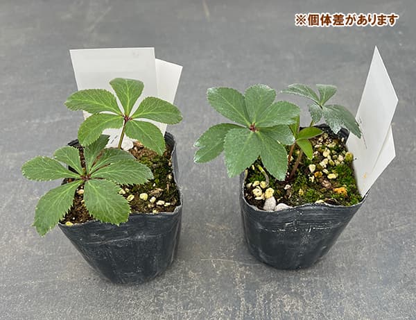 園芸ネット本店｜【お1人様1ポット】大和園さんのクリスマスローズ：24