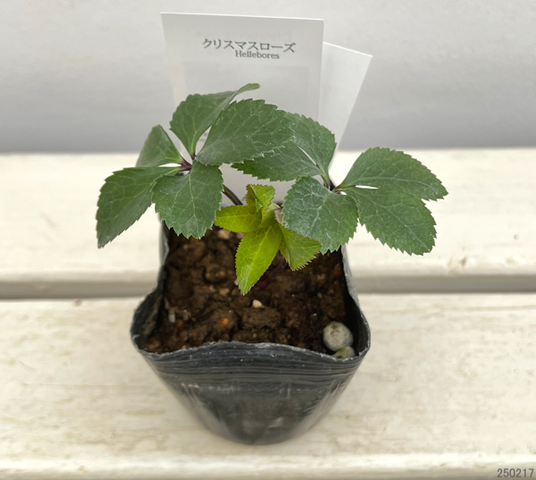 園芸ネット本店｜【お1人様1ポット】大和園さんのクリスマスローズ：24