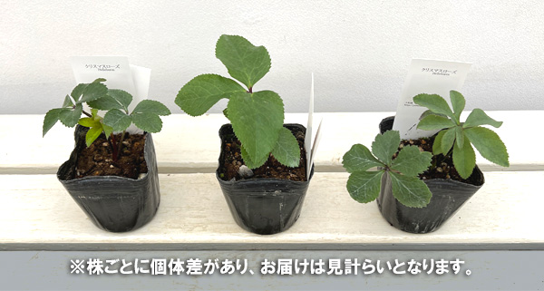 園芸ネット本店｜【お1人様1ポット】大和園さんのクリスマスローズ：24