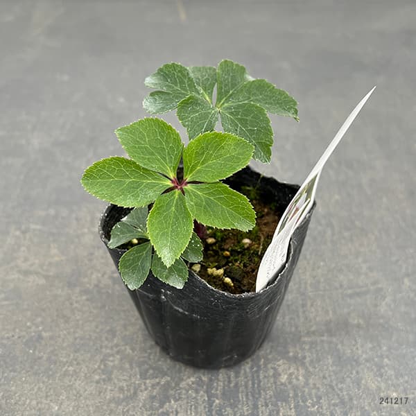 園芸ネット本店｜【お1人様1ポット】大和園さんのクリスマスローズ：24